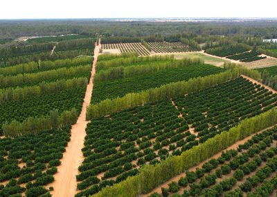 Kenley orchard