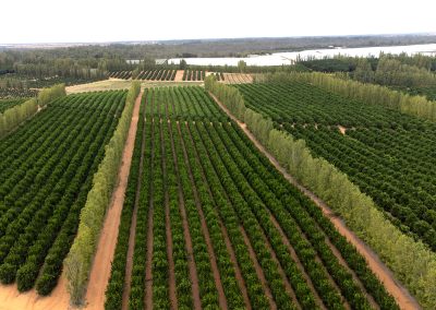 Kenley orchard