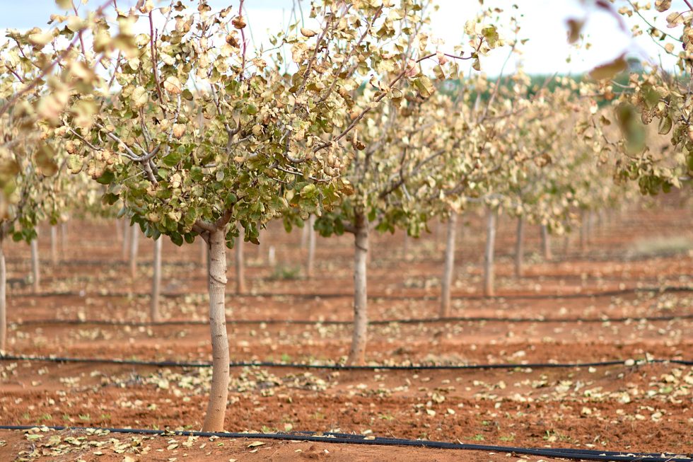 Pistachios Chislett Farms