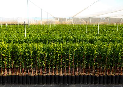 Nursery citrus