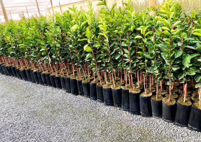 Nursery citrus